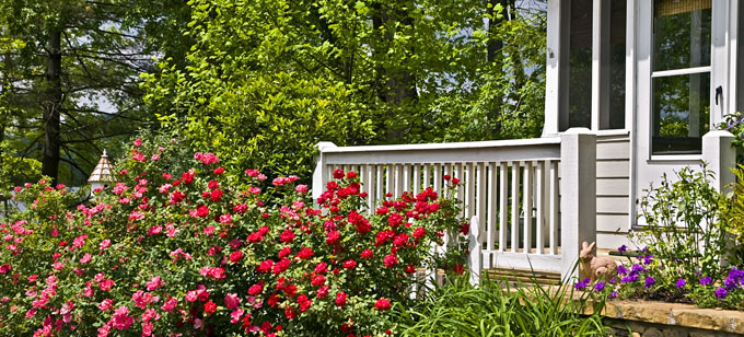 Rose bushes in front of porch of white house.